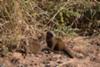 Mongoose