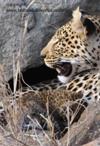 Leopard with cub 1