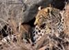 Leopaard with cub 3
