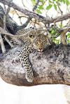 Leopard in tree
