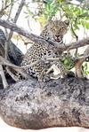 leopard in tree 2