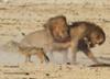 Lions disagree on who gets lunch