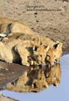 Four cubs drinking