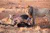 Satara lion kill 3