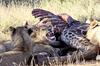 Lion on Giraffe kill 2