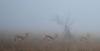 Springbok in the Mist