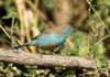 Blue Waxbill