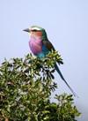 Lilac Breasted Roller