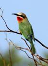 White-fronted Bee Eater