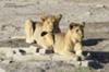 Lion cubs 1