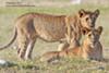 Lion cubs 2
