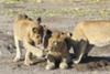 Lion Cubs 4
