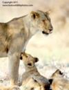 Mom and cub