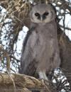 Giant Eagle Owl in the Kalahari