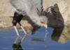Secretary bird drinking