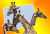 Giraffes 