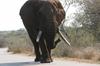 Elephant bull ambling along on the road from Lower Sabie to the bridge over the Sabie River.