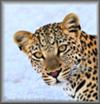 Leopard portrait