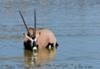 Gemsbok drinking