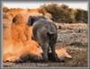 Elephants fighting
