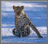 Leopard posing