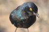 Glossy Starling begging for a morsel