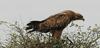 Tawny Eagle on the way to Duke water hole.