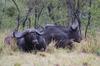 Buffalo in the company of Red Billed Ox Peckers.
