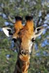 Giraffe portrait