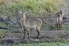 Waterbuck