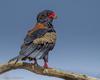Bateleur Eagle