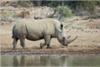 White Rhino