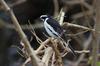  African Pied Wagtail 