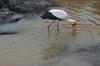 Yellow billed stork sweeping the water.