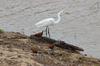 Great Egret and African Jacanas as company.