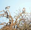 The Subject, Red-footed Falcon, cropped