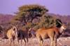 Eland at Kalkheuwel waterhole