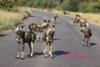 Ten wild dogs in the road