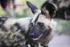 African wild dog 2