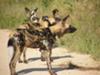 Wilddogs on the Sabie River Road