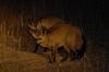Just outside Nossob Camp - pair of Bat eared foxes on night drive