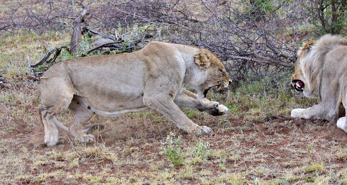 lioness warning male lion