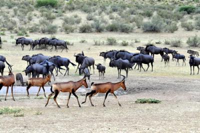 Wildebeest herd interacting with Red Hartebeest herd