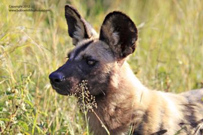 Painted dog