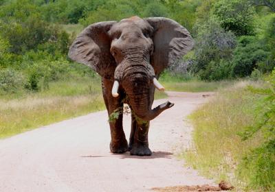 Elephant near Malalane