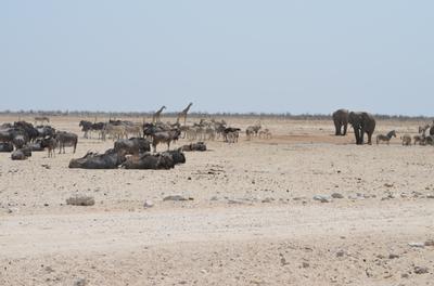 A view of the waterhole