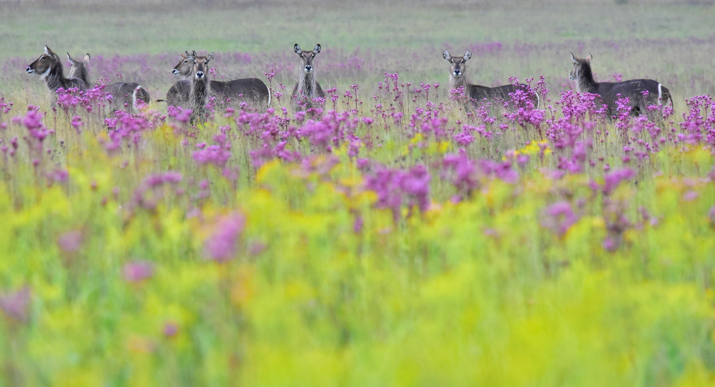 waterbuck in flowers Jenny waterbuck in flowers Jenny
