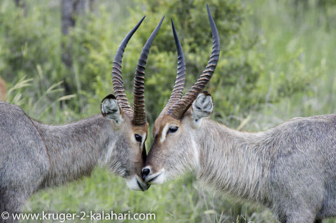 waterbuck sparring waterbuck sparring