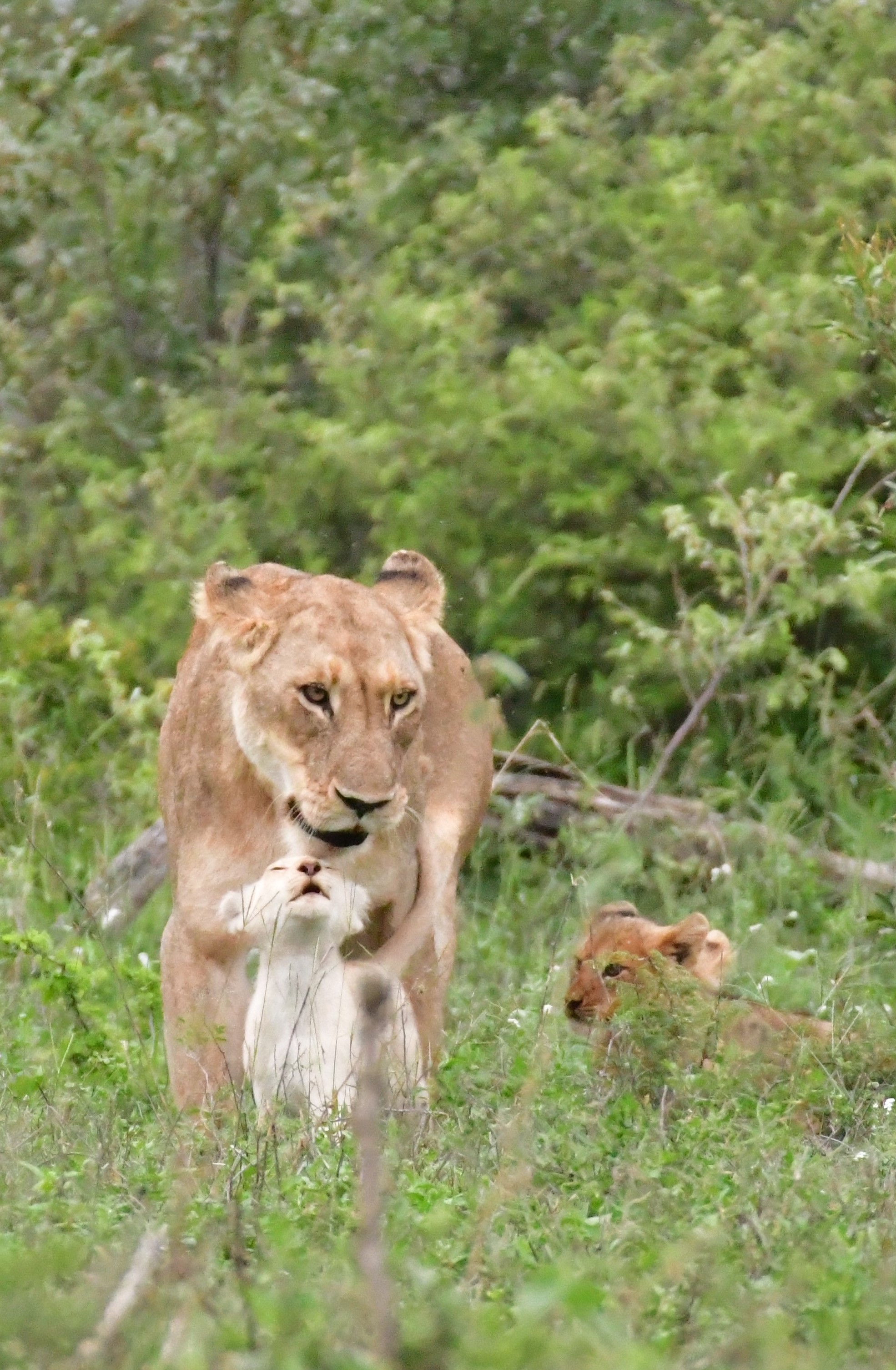 white lion cub with his mother