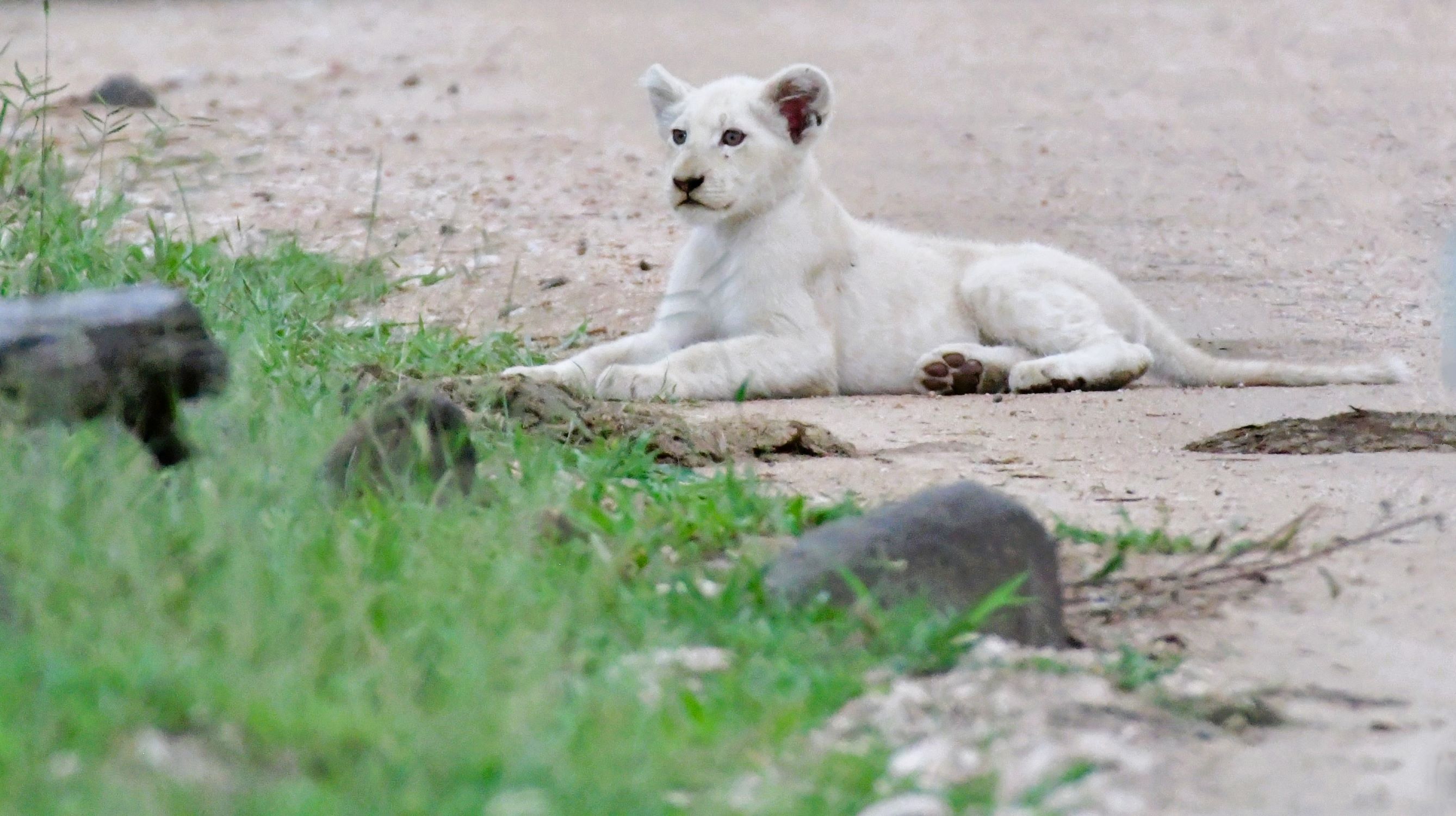 white lion cub